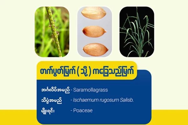တက်ပွတ် /ကခြေသည်မြက် ( Saramolla Grass)