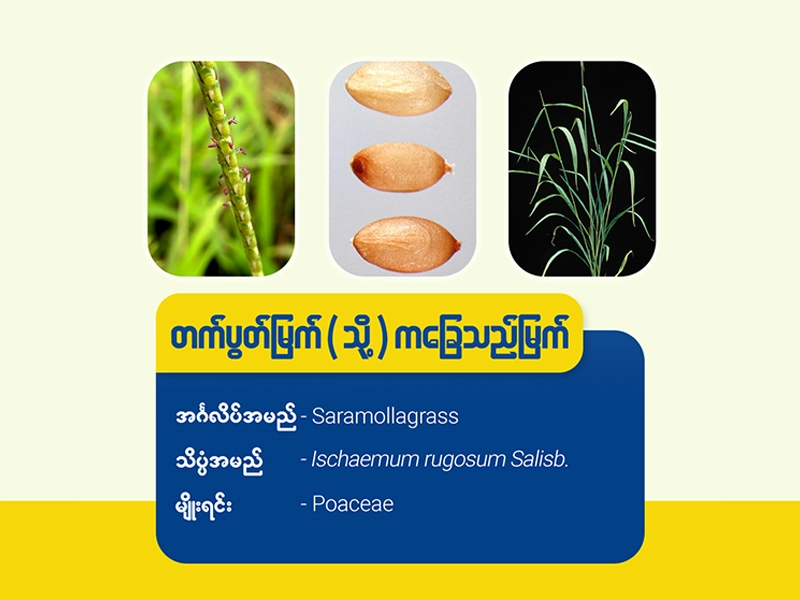 တက်ပွတ် /ကခြေသည်မြက် ( Saramolla Grass)