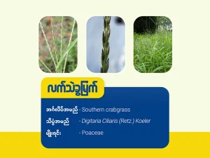 လက်သည်းခွမြက်(Southern crabgrass)