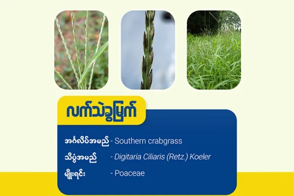 လက်သည်းခွမြက်(Southern crabgrass)