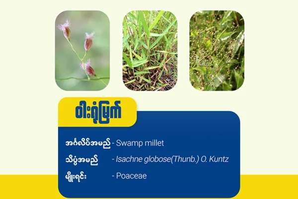 ဝါးရုံ/ ကြသောင်းမွှေးမြက် (Swamp millet)