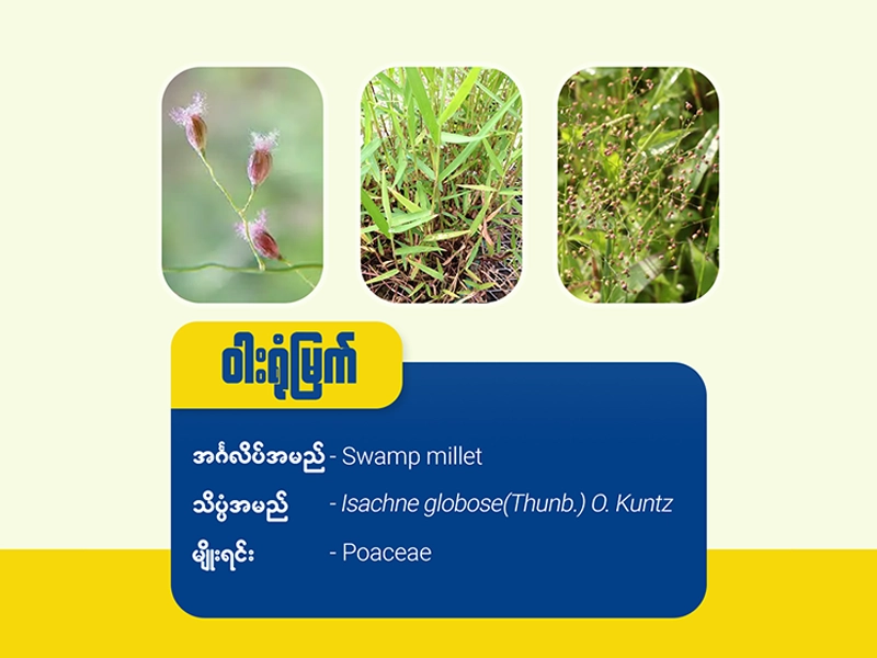 ဝါးရုံ/ ကြသောင်းမွှေးမြက် (Swamp millet)