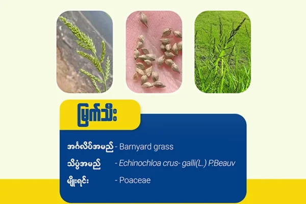 မြက်သီး၊ မြက်ချို (Barnyard Grass)