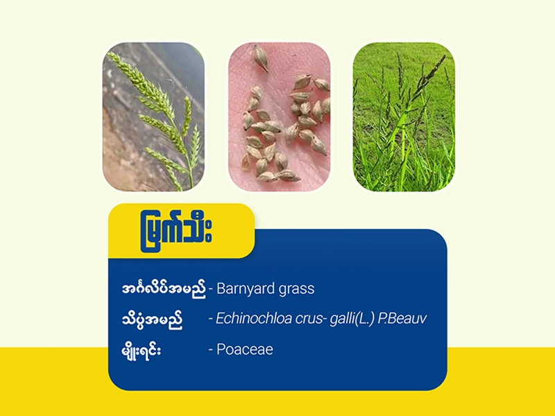 မြက်သီး၊ မြက်ချို (Barnyard Grass)