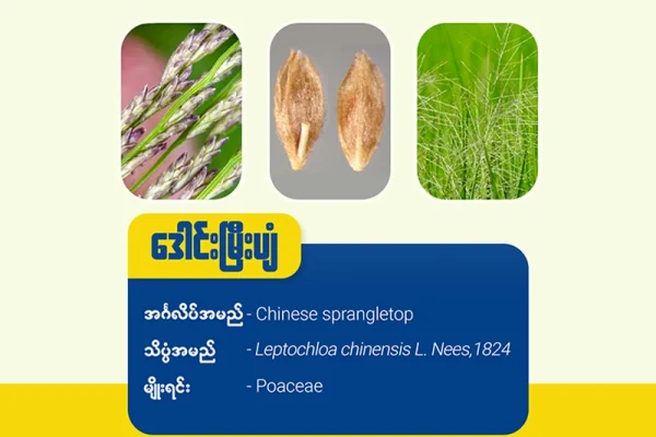 ဒေါင်းမြှီးပျံ( Red sprangletop)