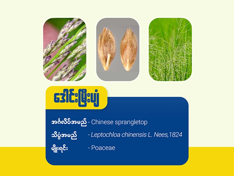 ဒေါင်းမြှီးပျံ(Red sprangletop)