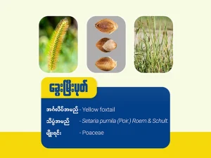 ခွေးမြီးပုတ်မြက် (Yellow Foxtail)