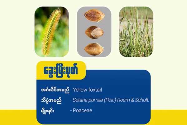 ခွေးမြီးပုတ်မြက် (Yellow Foxtail)