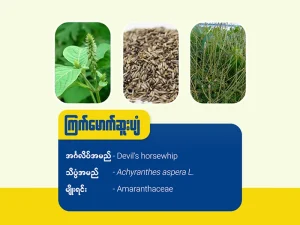 ကြက်မောက်ဆူးပျံ (Devil's horsewhip)