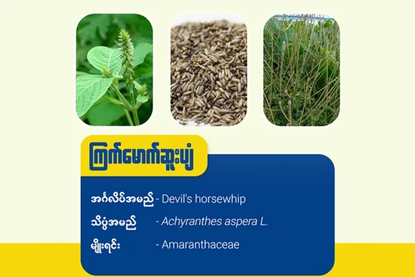 ကြက်မောက်ဆူးပျံ (Devil’s horsewhip)