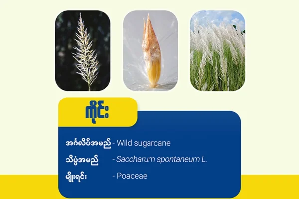 ကိုင်းမြက် ( Wild Sugarcane)
