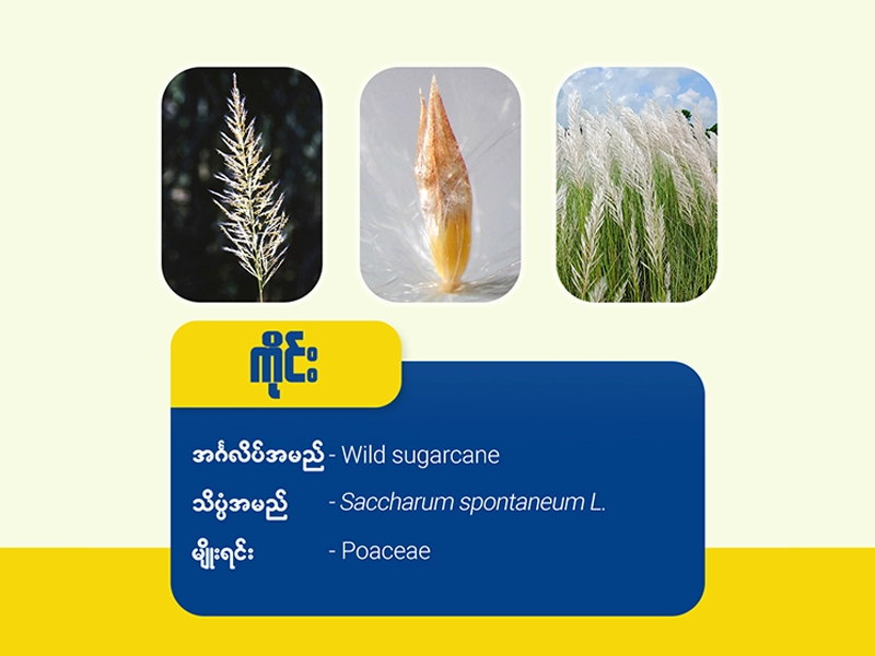 ကိုင်းမြက် ( Wild Sugarcane)