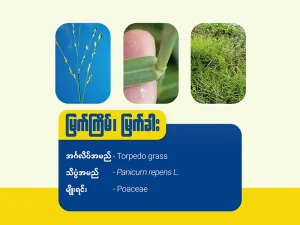 မြက်ကြိမ်၊ မြက်ခါး(Torpedo grass)
