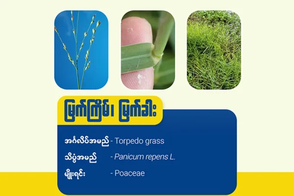 မြက်ကြိမ်၊ မြက်ခါး(Torpedo grass)