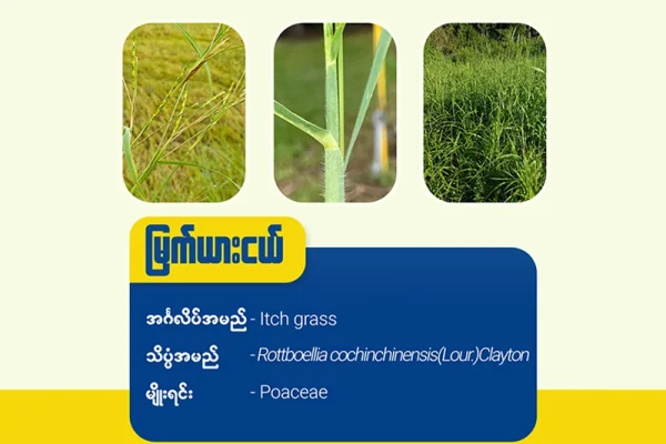 မြက်ယားငယ်( Itch grass)
