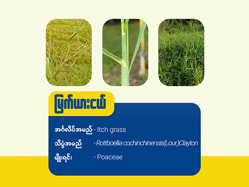 မြက်ယားငယ်( Itch grass)