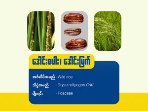 ဒေါင်းစပါး ၊ ဒေါင်းမြက်(Wild rice)