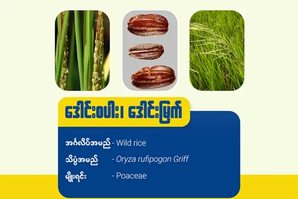 ဒေါင်းစပါး ၊ ဒေါင်းမြက်(Wild rice)