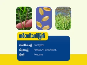 တဘက်သတ်မြက်(Knotgrass)