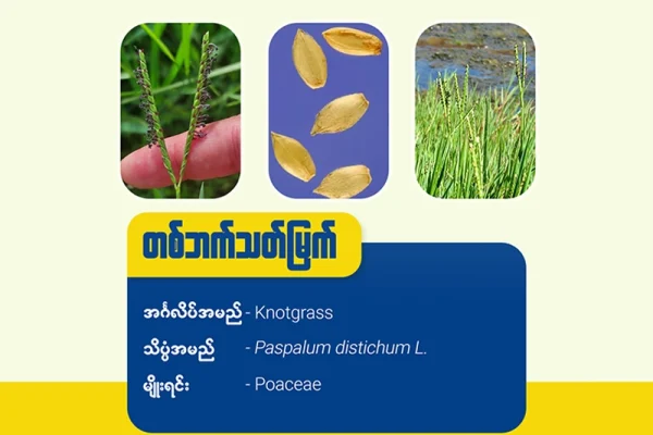 တဘက်သတ်မြက်(Knotgrass)
