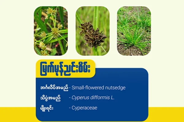 မြက်မုန်ညင်းစိမ်း(Small flower nutsedge)