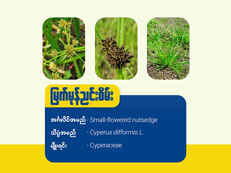 မြက်မုန်ညင်းစိမ်း(Small flower nutsedge)