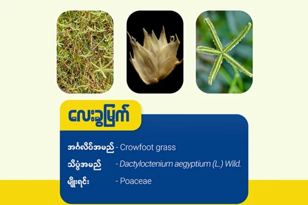 လေးခွမြက် ( Crowfoot grass)