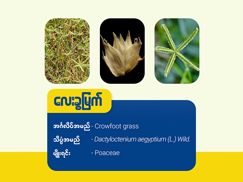 လေးခွမြက် ( Crowfoot grass)