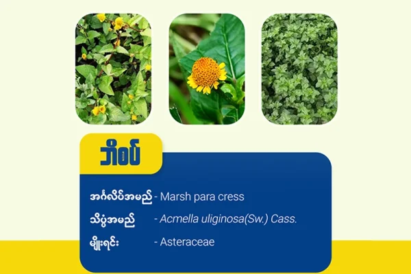ဘိစပ် ( Marsh para cress)
