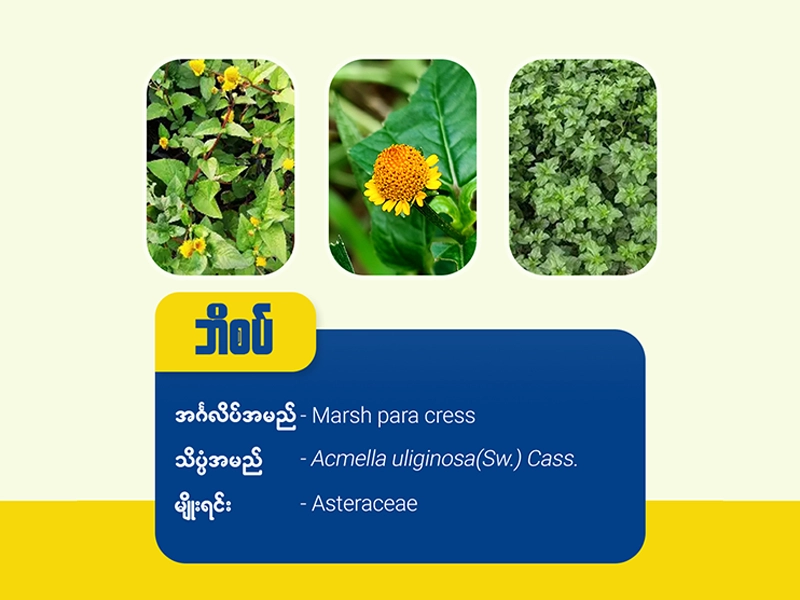 ဘိစပ် ( Marsh para cress)