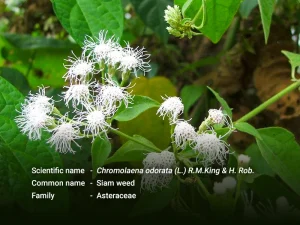 ဇာမနီ (ခ) ကုန်းဗေဒါ(Siam weed)