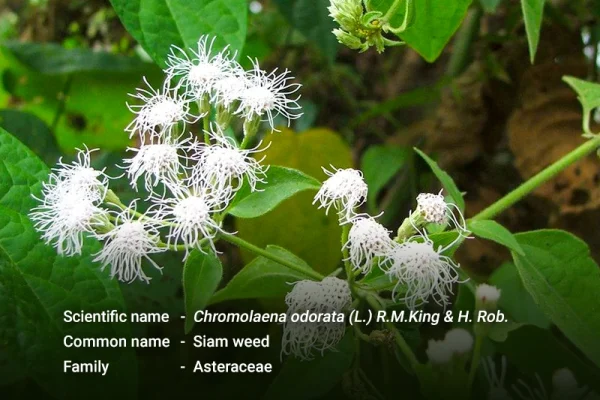 ဇာမနီ (ခ) ကုန်းဗေဒါ(Siam weed)