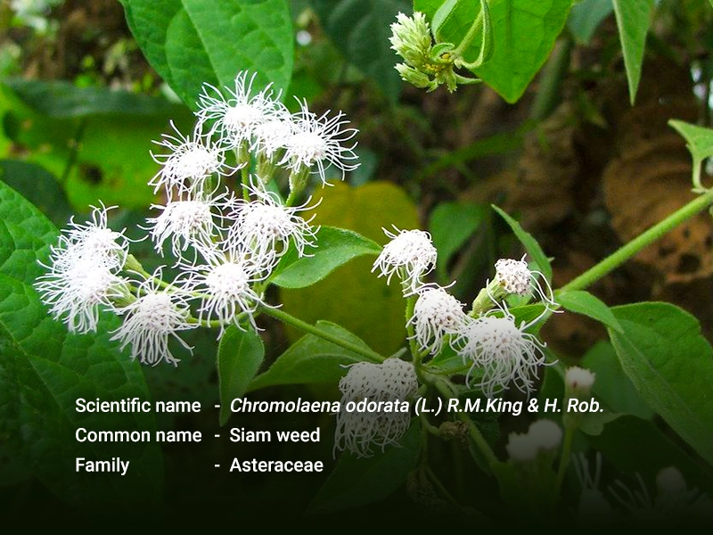ဇာမနီ (ခ) ကုန်းဗေဒါ(Siam weed)