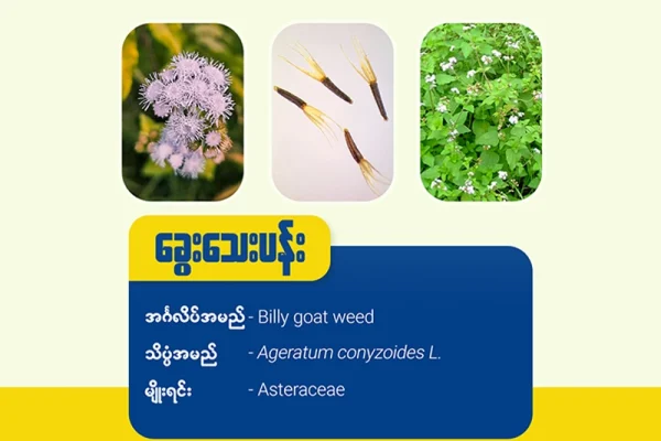 ခွေးသေးပန်း (ခ) ကရင်မပန်းဖူး(Billy goat weed)