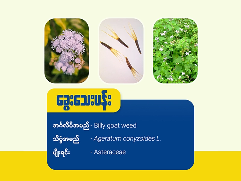 ခွေးသေးပန်း (ခ) ကရင်မပန်းဖူး(Billy goat weed)