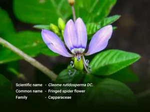 ဟင်းဂလာပြာ(Fringed spider flower)