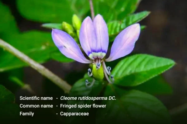 ဟင်းဂလာပြာ(Fringed spider flower)
