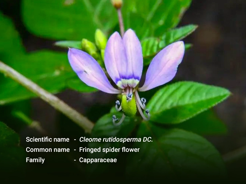 ဟင်းဂလာပြာ(Fringed spider flower)