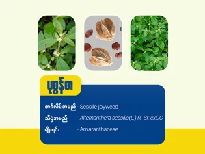ပုဇွန်စာ(Sessile joyweed)