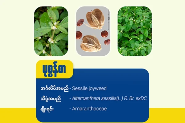 ပုဇွန်စာ(Sessile joyweed)