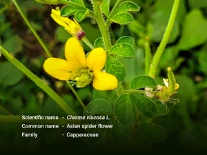 ဟင်းဂလာဝါ (Asian spider flower)