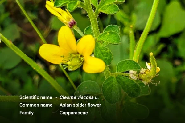 ဟင်းဂလာဝါ (Asian spider flower)