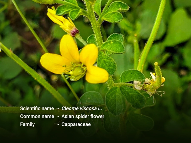 ဟင်းဂလာဝါ (Asian spider flower)