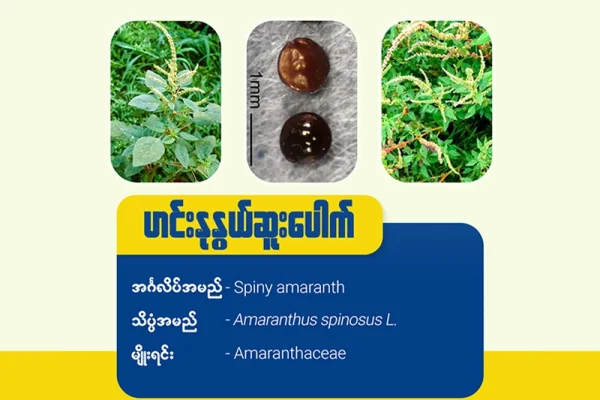ဟင်းနုနွယ်ဆူးပေါက်(Spiny amaranth)