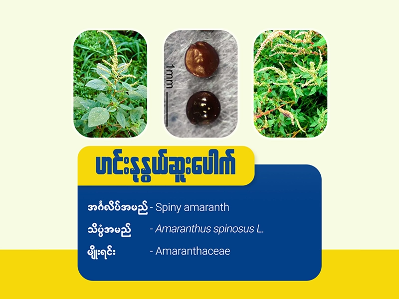 ဟင်းနုနွယ်ဆူးပေါက်(Spiny amaranth)