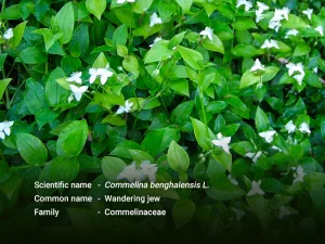 ဝက်ကျွတ် ( Wandering jew )