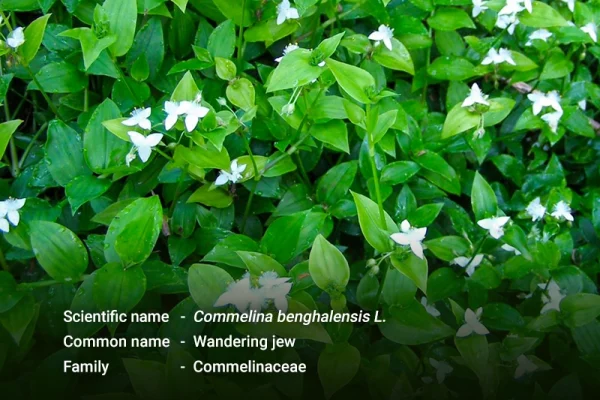 ဝက်ကျွတ် ( Wandering jew )