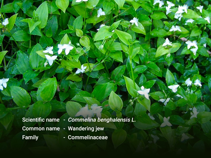 ဝက်ကျွတ် ( Wandering jew )