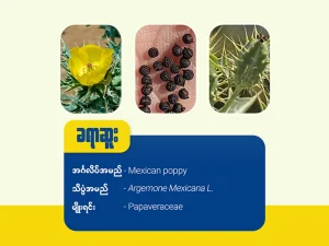 ခရာဆူး ( Mexican poppy) 