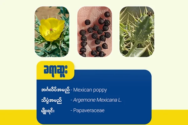 ခရာဆူး ( Mexican poppy)